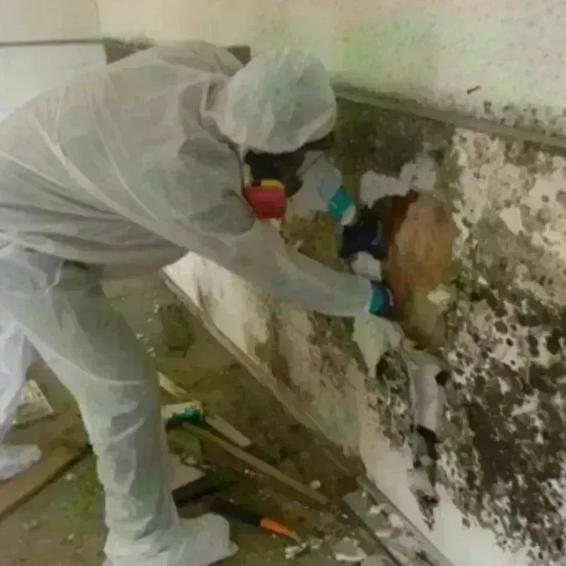 Mold Remediation and Removal in Walls, MS